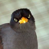 mynah_bird